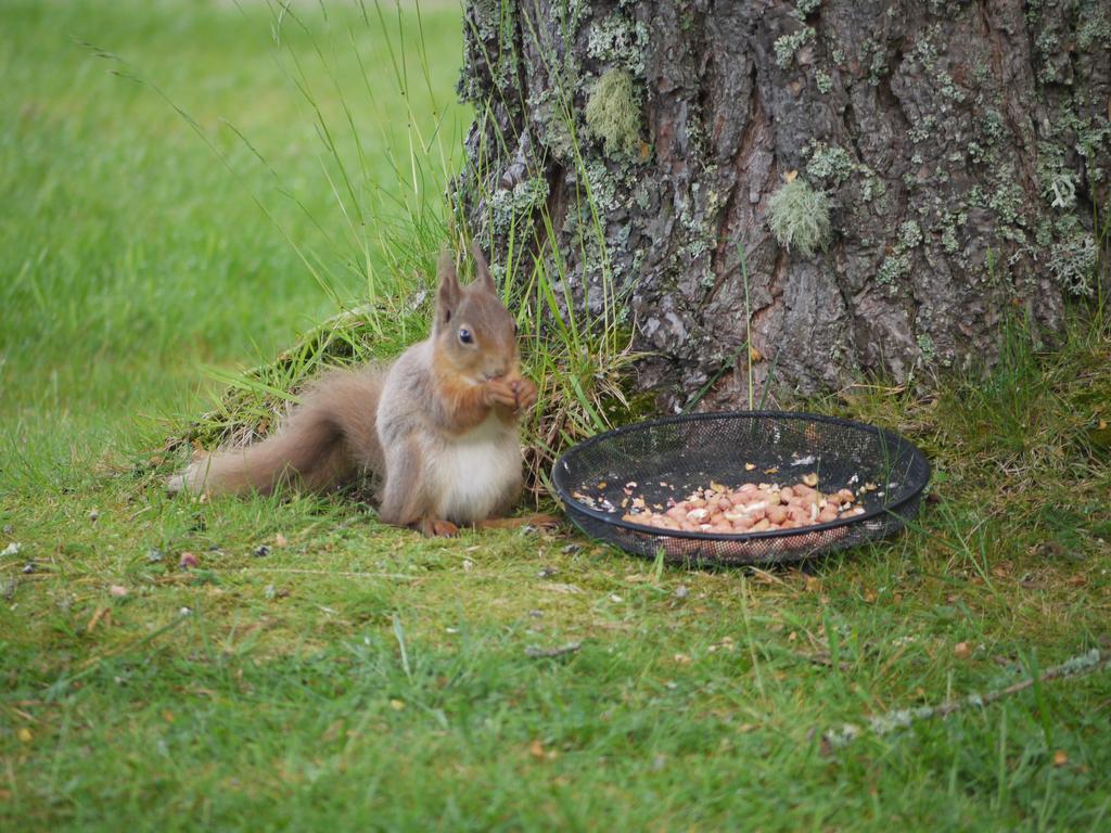 Grantown-on-Spey Dava School House B&B 외부 사진