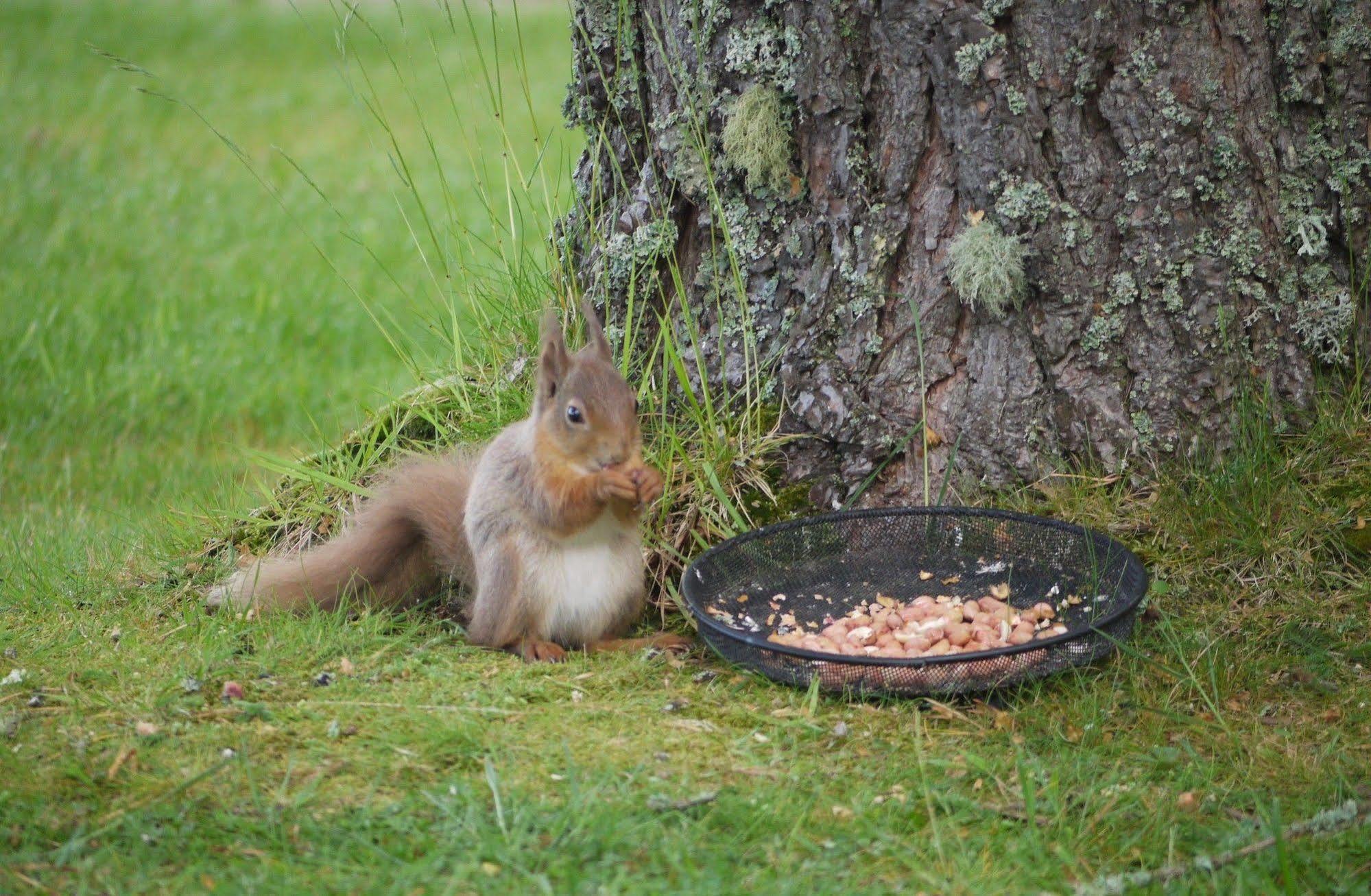 Grantown-on-Spey Dava School House B&B 외부 사진
